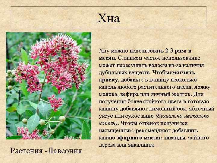 Хна Растения -Лавсония Хну можно использовать 2 -3 раза в месяц. Слишком частое использование