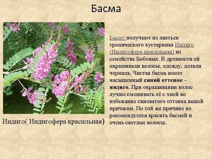 Басма Индиго( Индигофера красильная) Басму получают из листьев тропического кустарника Индиго (Индигофера красильная) из