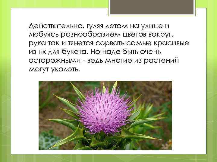 Действительно, гуляя летом на улице и любуясь разнообразием цветов вокруг, рука так и тянется