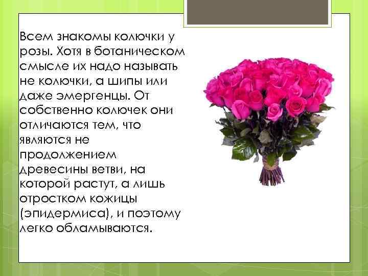 Всем знакомы колючки у розы. Хотя в ботаническом смысле их надо называть не колючки,