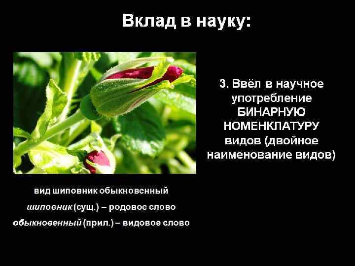 Вклад в науку: 3. Ввёл в научное употребление БИНАРНУЮ НОМЕНКЛАТУРУ видов (двойное наименование видов)