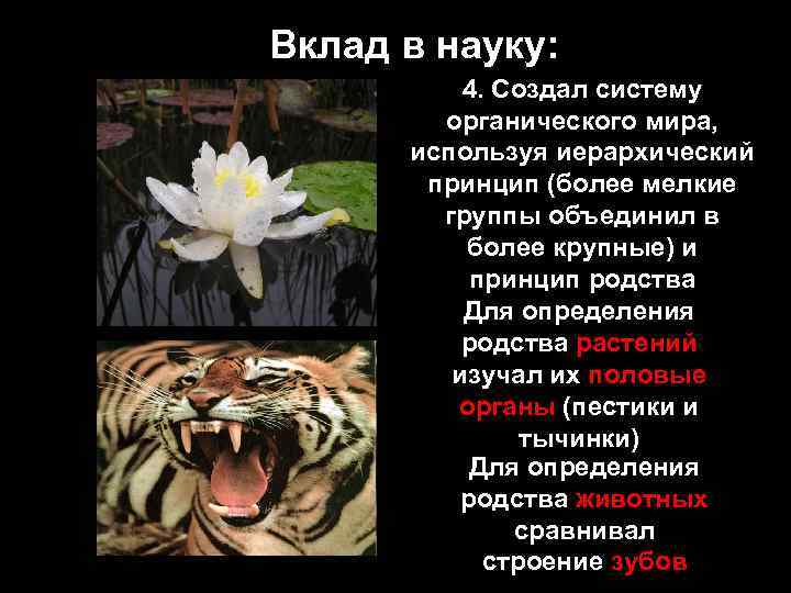 Вклад в науку: 4. Создал систему органического мира, используя иерархический принцип (более мелкие группы