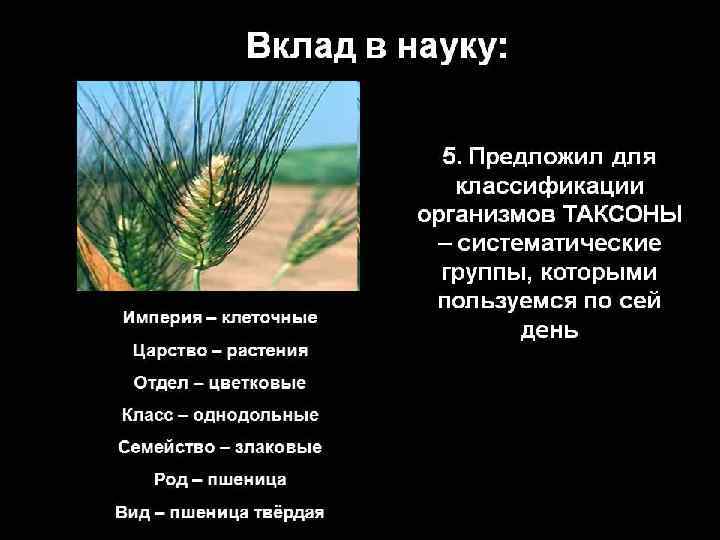 Вклад в науку: Империя – клеточные Царство – растения Отдел – цветковые Класс –