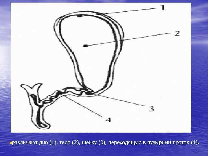 nразличают дно (1), тело (2), шейку (3), переходящую в пузырный проток (4). 
