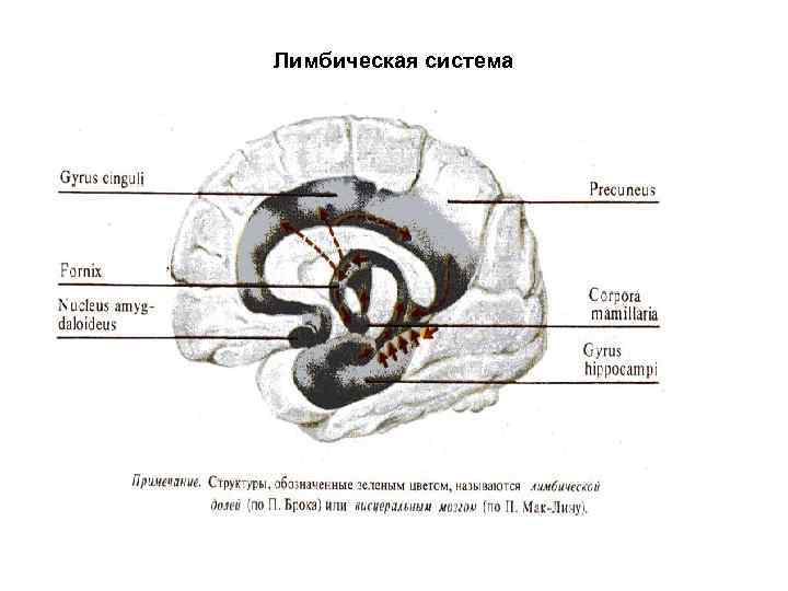 Лимбическая система 