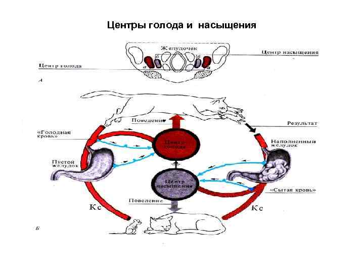 Центры голода и насыщения находятся