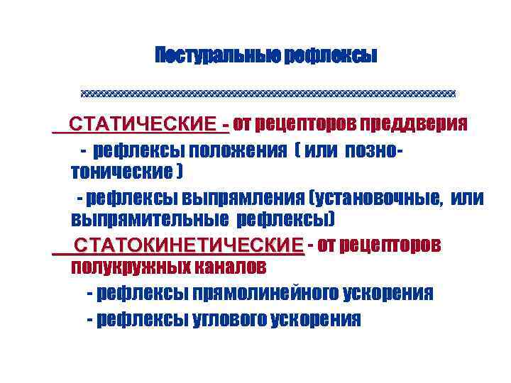 Постуральные рефлексы СТАТИЧЕСКИЕ - от рецепторов преддверия - рефлексы положения ( или познотонические )