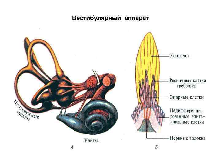 Вестибулярный аппарат 