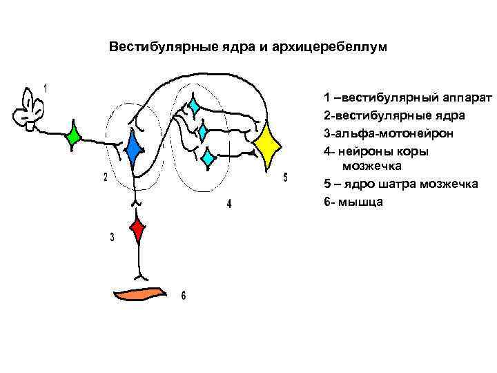 Вестибулярные ядра и архицеребеллум 1 –вестибулярный аппарат 2 -вестибулярные ядра 3 -альфа-мотонейрон 4 -