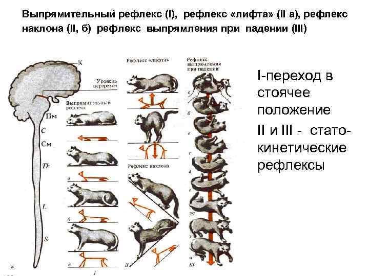 Выпрямительный рефлекс (I), рефлекс «лифта» (II а), рефлекс наклона (II, б) рефлекс выпрямления при