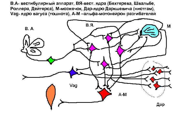 В. А- вестибулярный аппарат, ВЯ-вест. ядра (Бехтерева, Швальбе, Роллера, Дейтерса), М-мозжечок, Дар-ядро Даркшевича (нистгам),