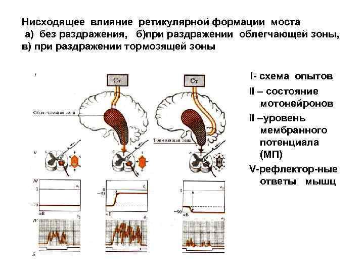 Нервная регуляция рисунок