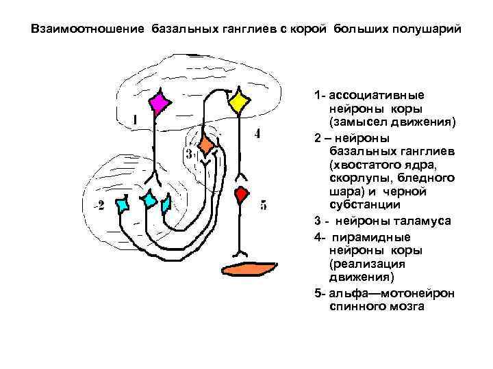 Взаимоотношение базальных ганглиев с корой больших полушарий 1 - ассоциативные нейроны коры (замысел движения)