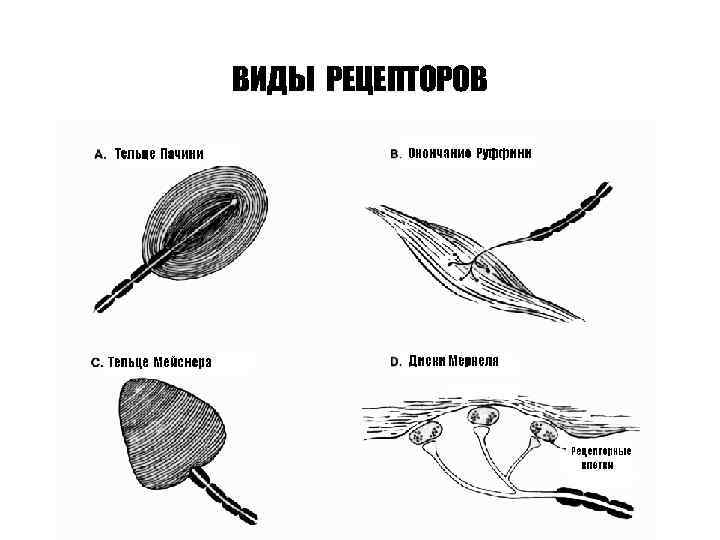 ВИДЫ РЕЦЕПТОРОВ 