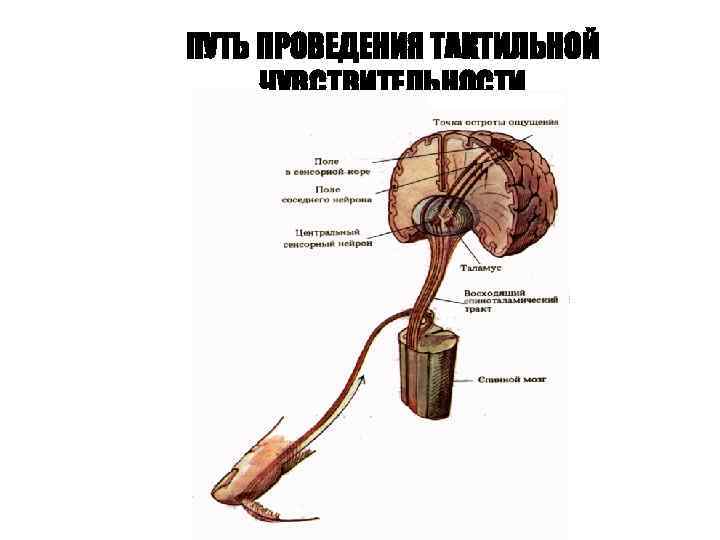 ПУТЬ ПРОВЕДЕНИЯ ТАКТИЛЬНОЙ ЧУВСТВИТЕЛЬНОСТИ 