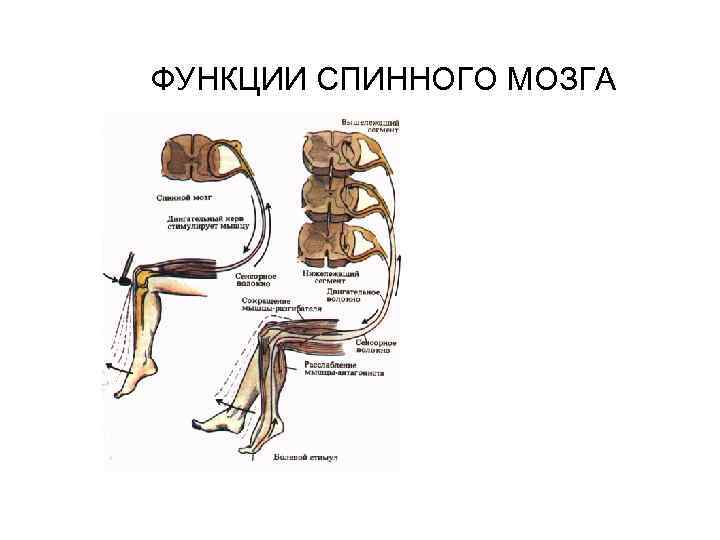 Какие функции выполняет спинной мозг. Проводниковая функция спинного мозга. Проводящая функция спинного мозга. Проводящие функции спинного мозга. Функции спинного мозга человека.