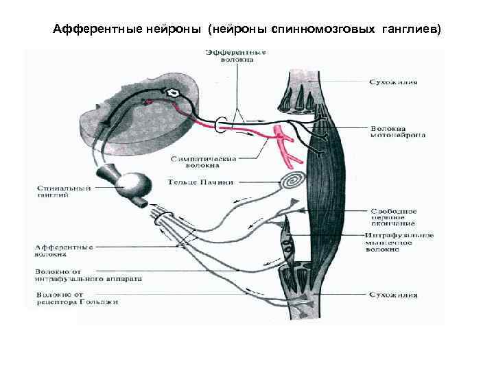 Афферентные нейроны (нейроны спинномозговых ганглиев) 