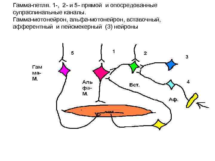 Гамма петля. 1 , 2 и 5 прямой и опосредованные супраспинальные каналы. Гамма мотонейрон,