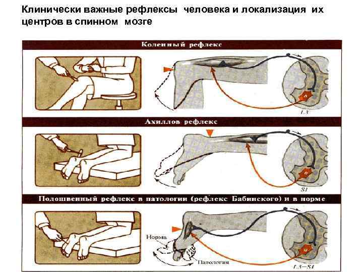 Клинически важные рефлексы человека и локализация их центров в спинном мозге 