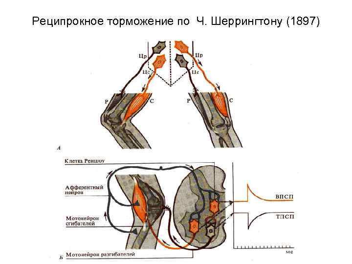 Реципрокное торможение по Ч. Шеррингтону (1897) 