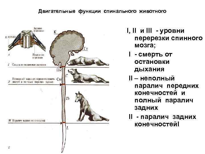 Функции животных. Спинальные рефлексы у животных. Уровни перерезки спинного мозга. Спинномозговой рефлекс у животных. Перерезание спинного мозга у животных.