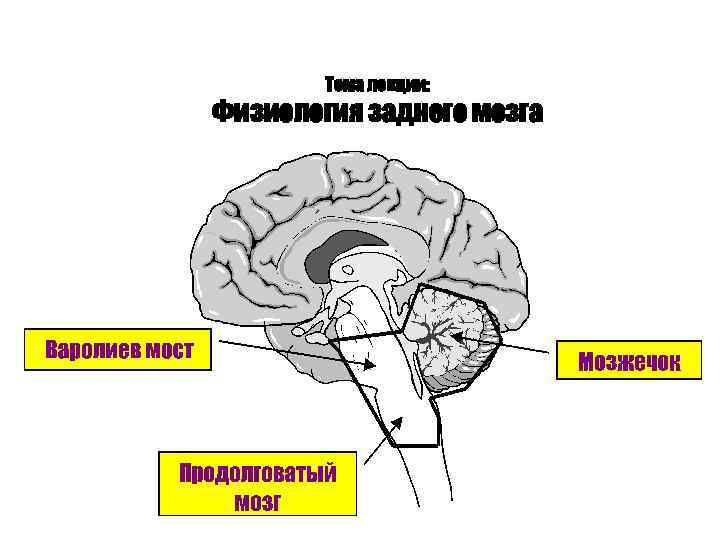 Задний мозг выполняемые функции. Средний мозг схема. Средний мозг на кт. Схема участия мозжечка в регуляции тонуса мышц. Ствол мозга схема.