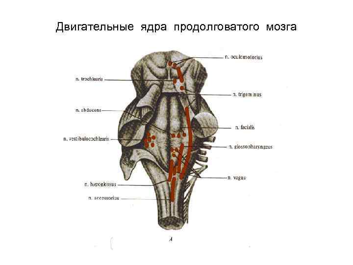 Ядра продолговатого мозга