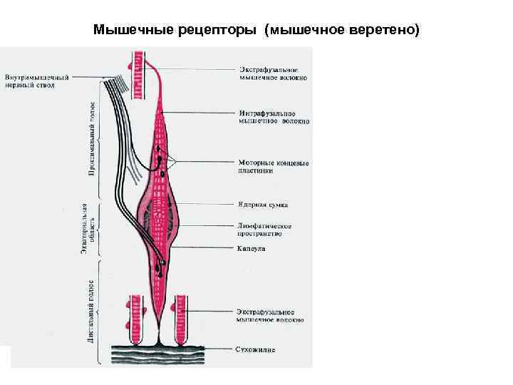 Мышечные рецепторы (мышечное веретено) 