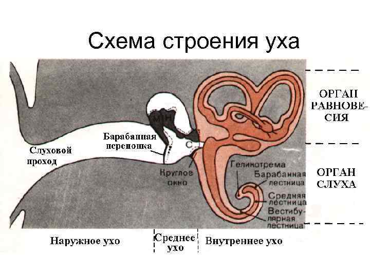 Схема строения уха 