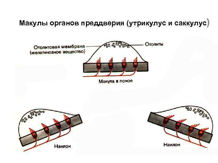 Макулы органов преддверия (утрикулус и саккулус) 