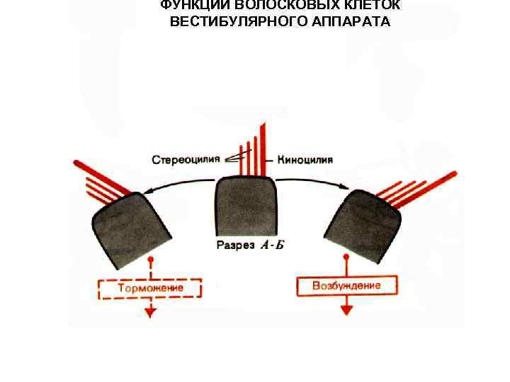 ФУНКЦИИ ВОЛОСКОВЫХ КЛЕТОК ВЕСТИБУЛЯРНОГО АППАРАТА 