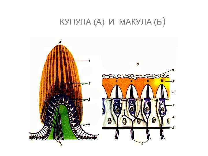 КУПУЛА (А) И МАКУЛА (Б) 