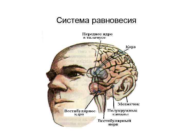 Система равновесия 