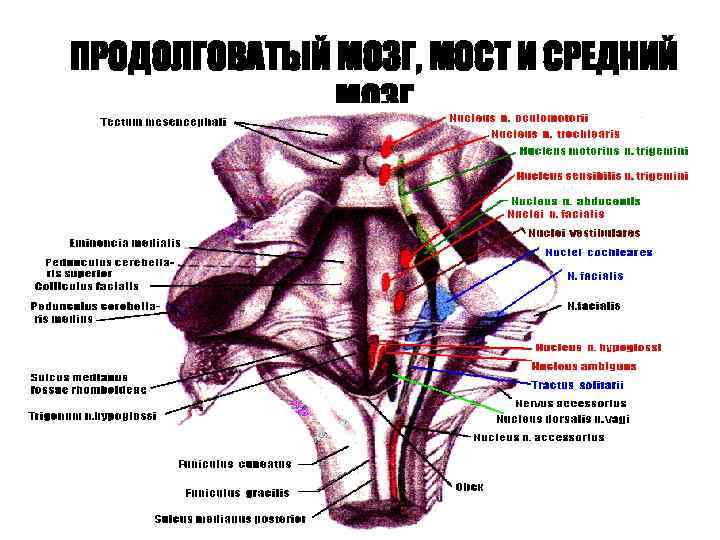 ПРОДОЛГОВАТЫЙ МОЗГ, МОСТ И СРЕДНИЙ МОЗГ 