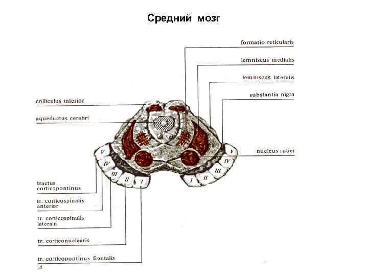 Средний мозг 