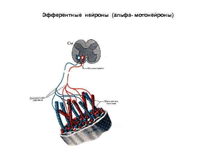 Эфферентные нейроны (альфа- мотонейроны) 