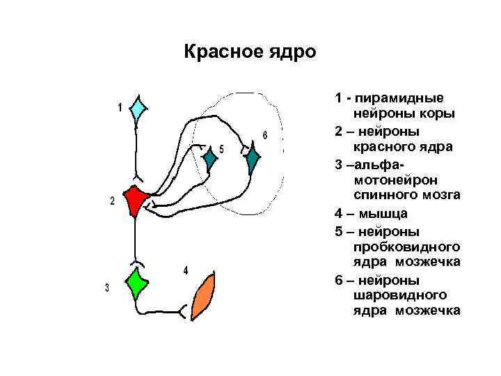 Красное ядро 1 - пирамидные нейроны коры 2 – нейроны красного ядра 3 –альфамотонейрон