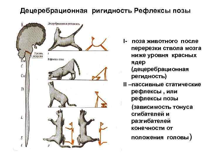 Децеребрационная ригидность Рефлексы позы I- поза животного после перерезки ствола мозга ниже уровня красных