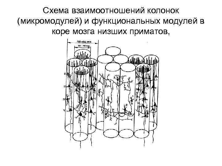 Схема взаимоотношений колонок (микромодулей) и функциональных модулей в коре мозга низших приматов, 