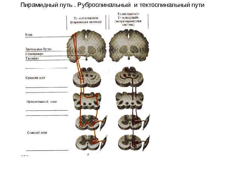 Пирамидный путь. Руброспинальный и тектоспинальный пути 