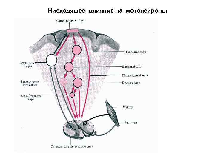 Нисходящее влияние на мотонейроны 