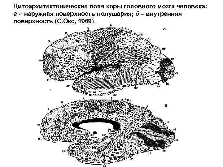 Цитоархитектонические поля коры головного мозга человека: а - наружная поверхность полушария; б – внутренняя