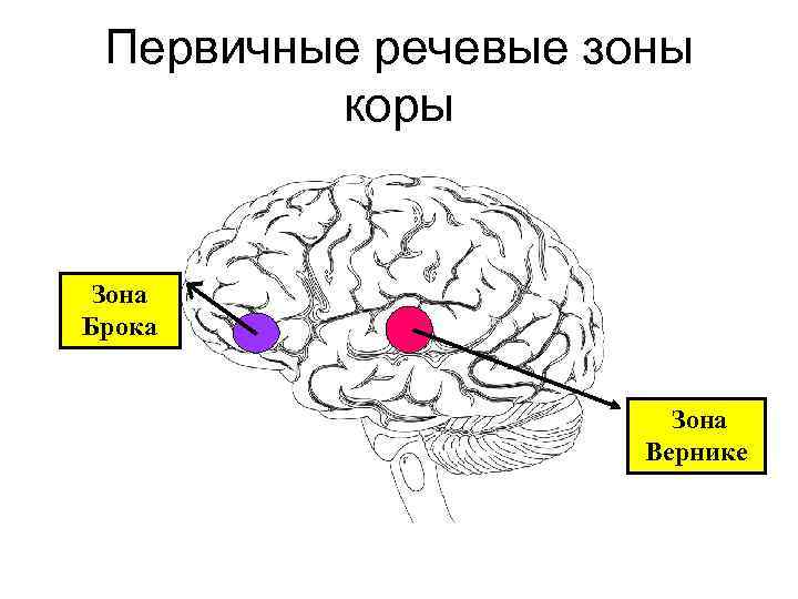 Первичные речевые зоны коры Зона Брока Зона Вернике 