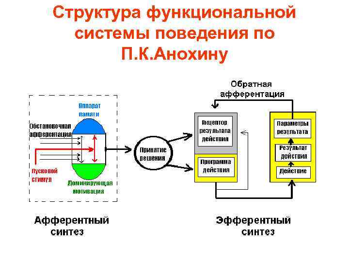 Схема поведенческого акта с позиции теории функциональных систем анохина