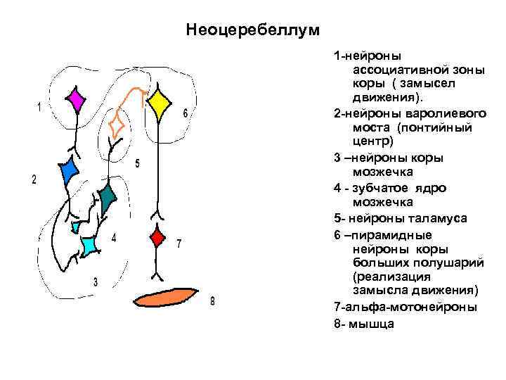 Неоцеребеллум 1 -нейроны ассоциативной зоны коры ( замысел движения). 2 -нейроны варолиевого моста (понтийный