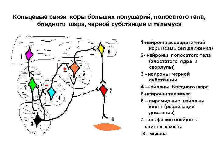 Кольцевые связи коры больших полушарий, полосатого тела, бледного шара, черной субстанции и таламуса 1