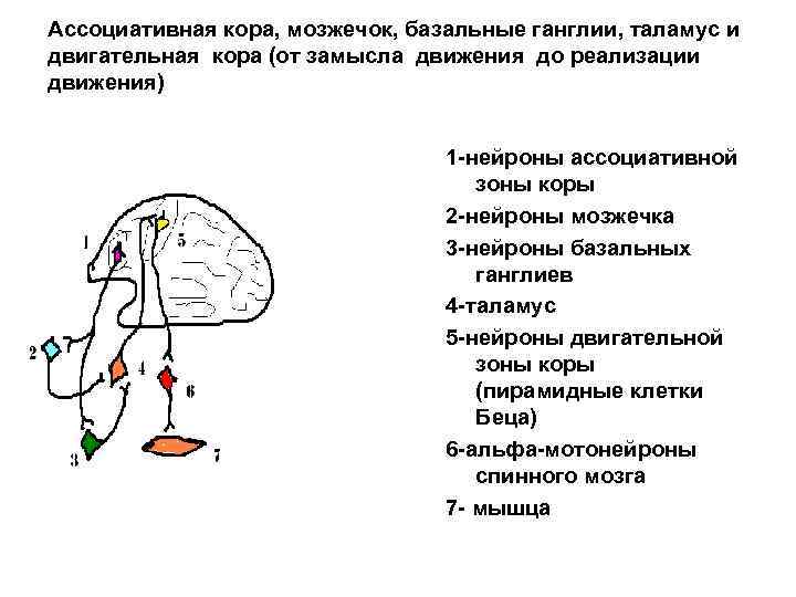 Ассоциативная кора, мозжечок, базальные ганглии, таламус и двигательная кора (от замысла движения до реализации