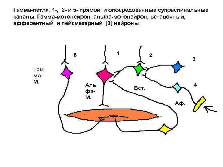 Гамма-петля. 1 -, 2 - и 5 - прямой и опосредованные супраспинальные каналы. Гамма-мотонейрон,