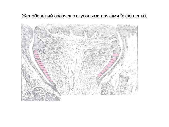 Желобоватый сосочек с вкусовыми почками (окрашены). 