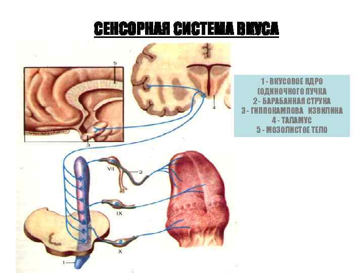 СЕНСОРНАЯ СИСТЕМА ВКУСА 1 - ВКУСОВОЕ ЯДРО (ОДИНОЧНОГО ПУЧКА 2 - БАРАБАННАЯ СТРУНА 3